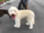 IMG_5223.jpeg