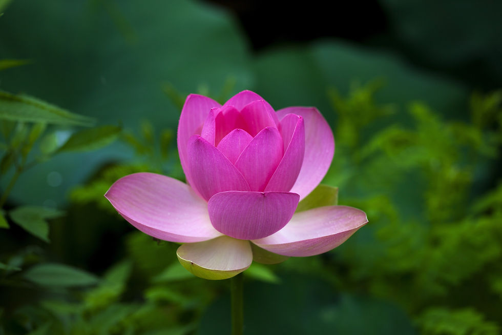 lotus-3517290.jpg