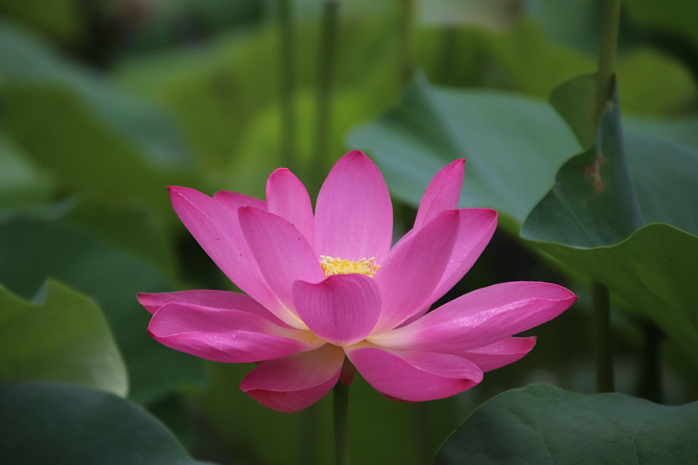 lotus-5926973.jpg