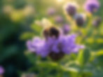 Thumbnail: Alpha Honey Farm