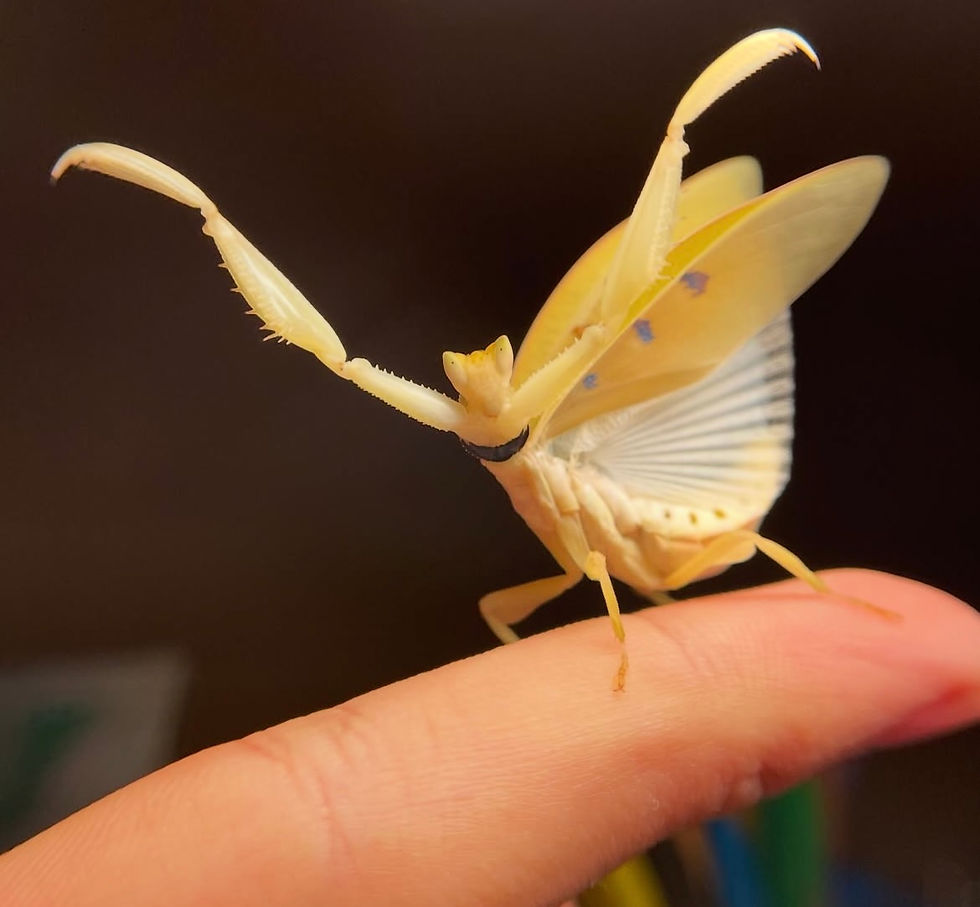 Thumbnail: Mantis Flor de Orquídea Amarilla (Helvia cardinalis)