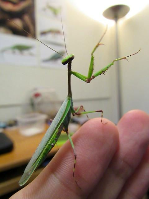 Thumbnail: Green Leaf Mantis (Pseudoxyops perpulchra)