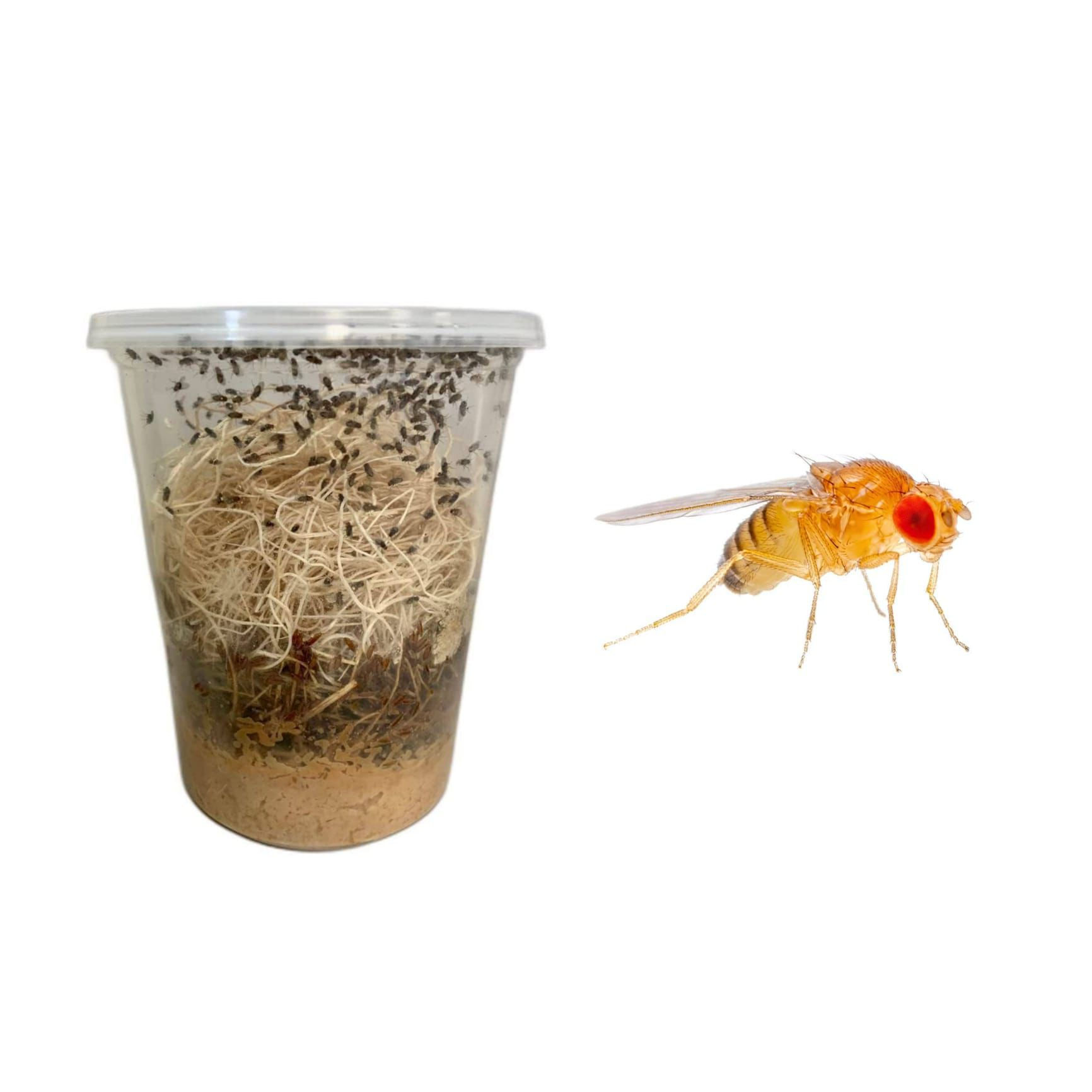 Cultivo de Drosophila