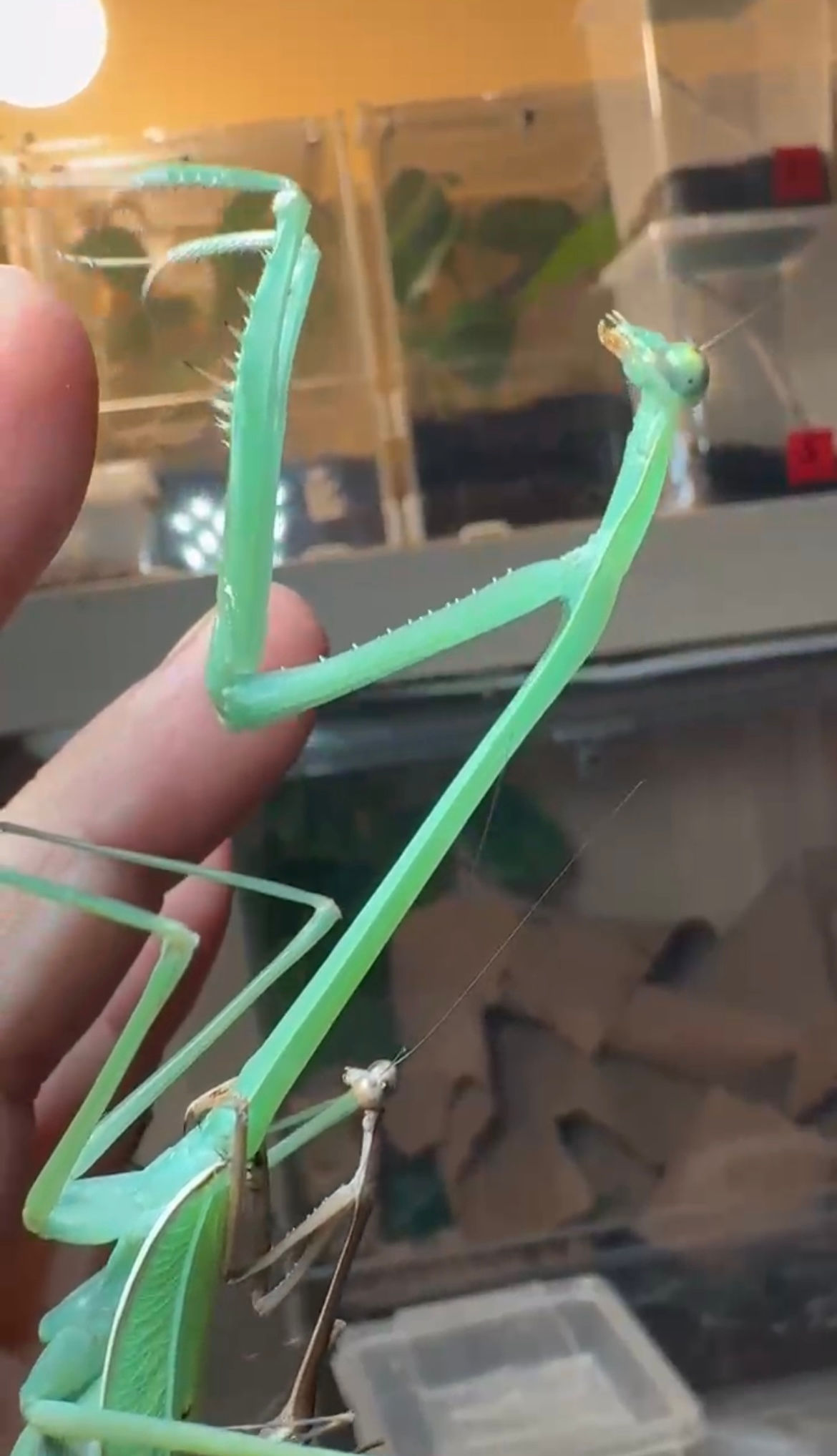 Phasmomantella Sp. Vietman 