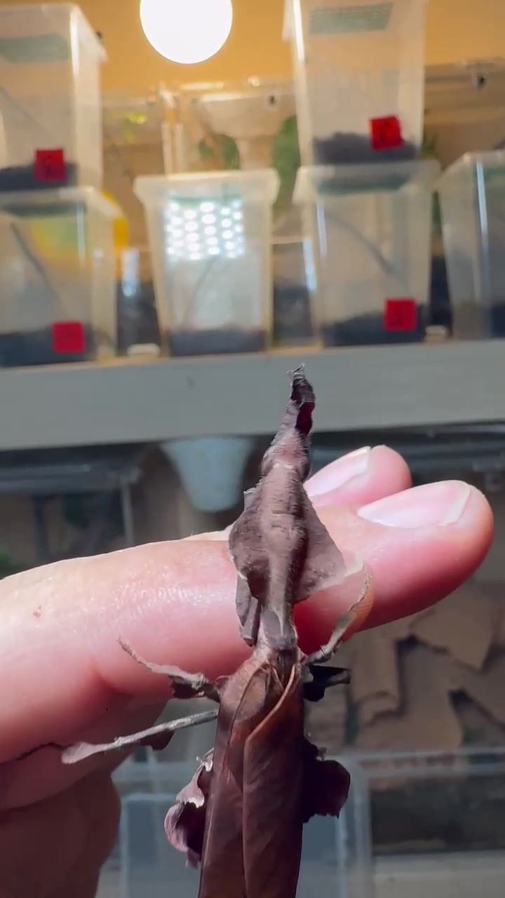 Thumbnail: Ghost Mantis (Phyllocrania Paradoxa)