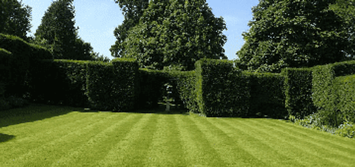 Low-Maintenance-Grass-Seed-Photo.png