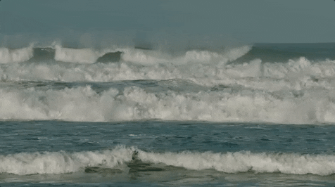 giphy (1).gif