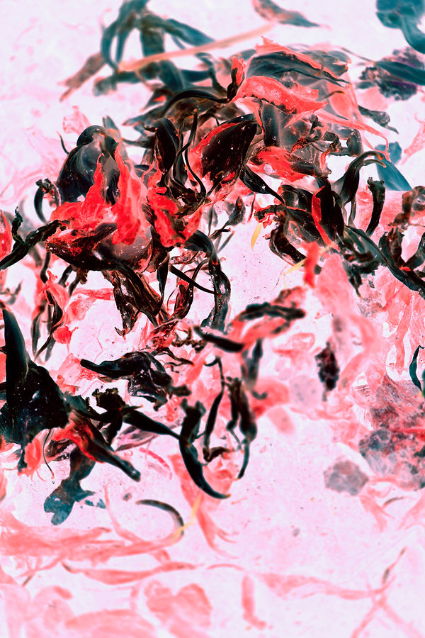 petals1.jpeg