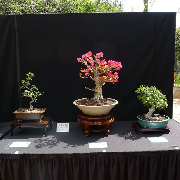 Gallery Tucson Bonsai