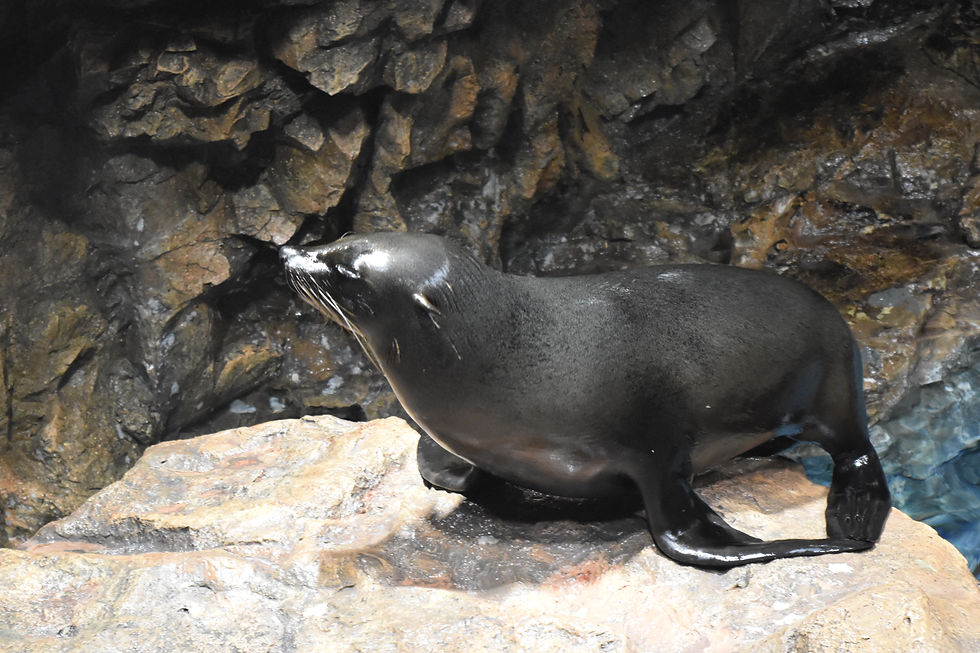 旅行記④　ゆるーり旅行記　水族館編