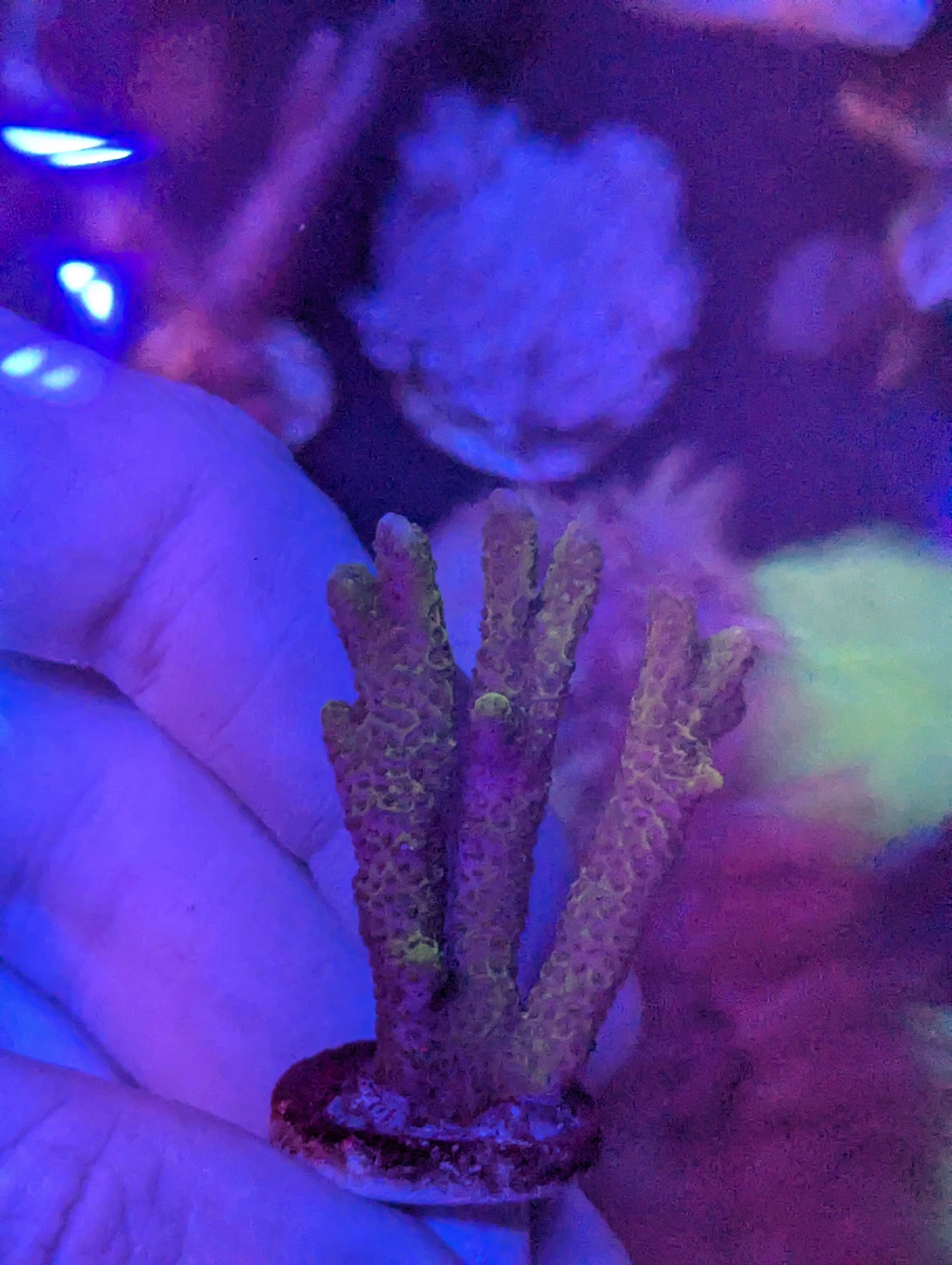 Wysiwyg Green Digitata 1