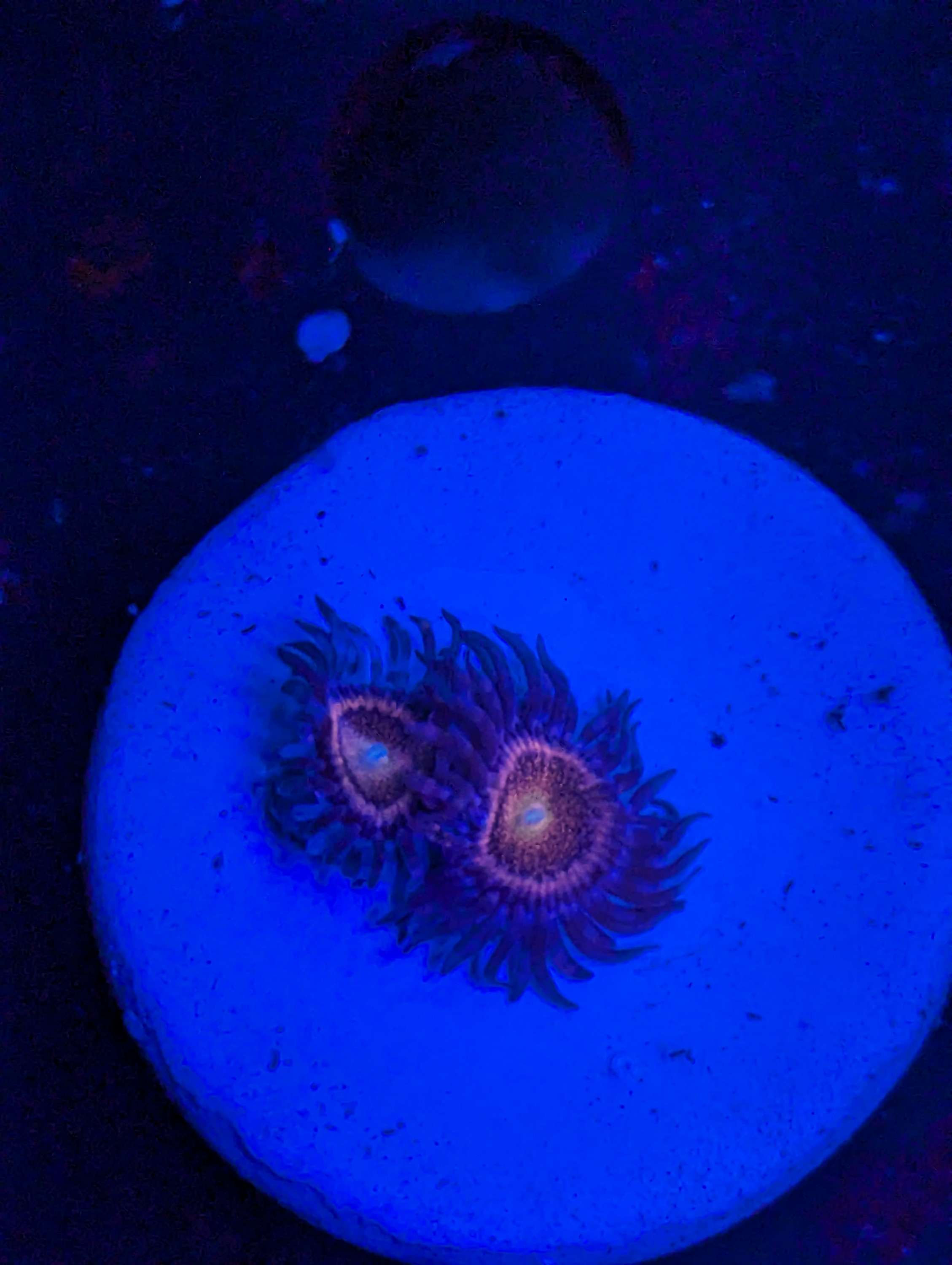 Mohawk Zoanthids