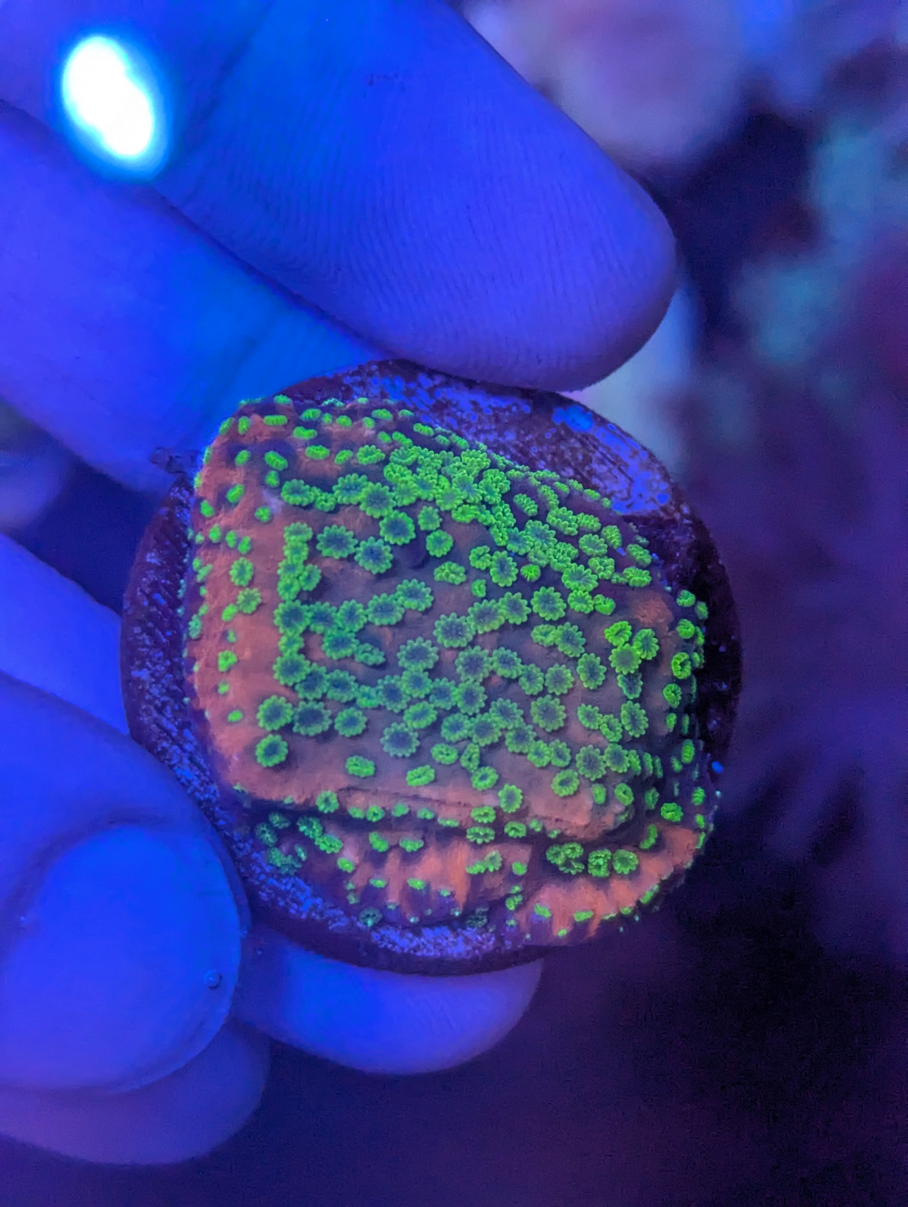 Wysiwyg sunset montipora
