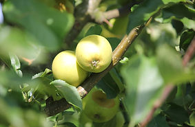 IMG_9364.JPG