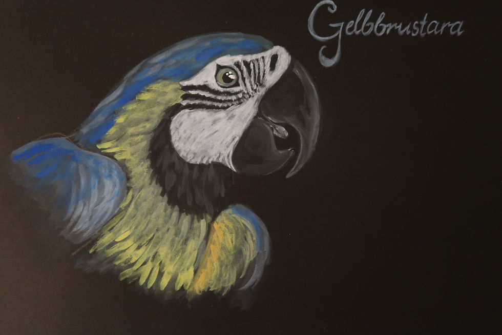 Miniaturbild: Zeichnungen - Vogelstudie