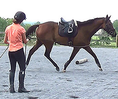 Groundwork & natural horsemanship