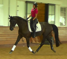 dressage training