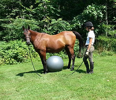 natural horsemanship training