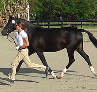 Young horse training & horse starting