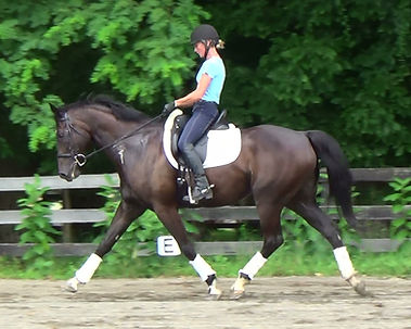 dressage