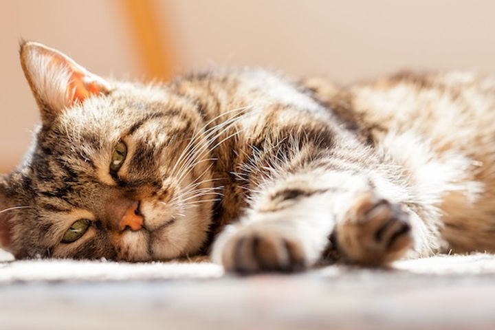Close up of a cat laying on its side