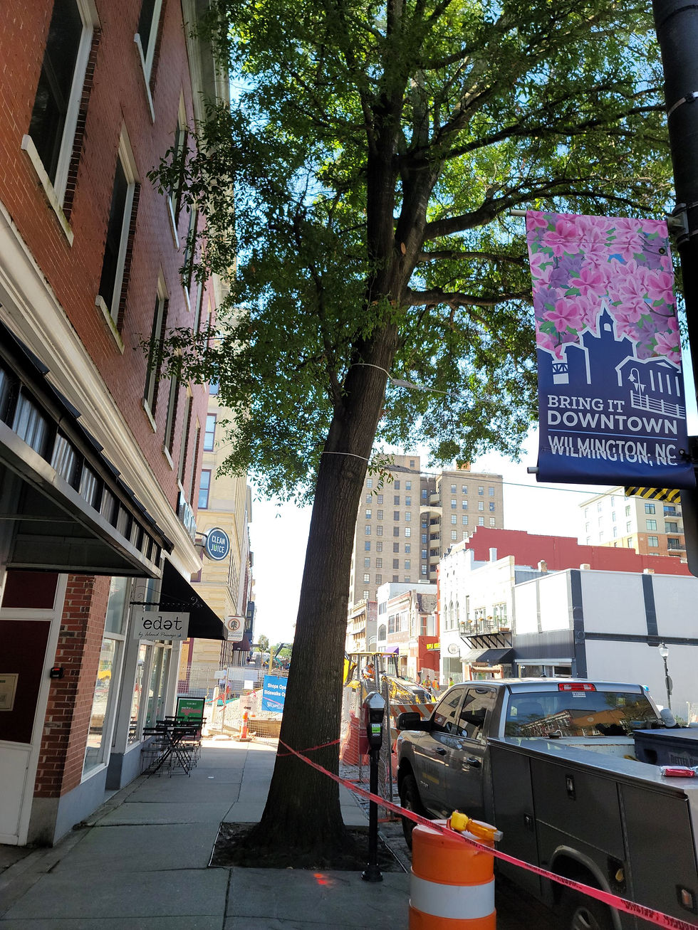Laurel Oak tree in downtown wilmington outside the cotton exchange with construction cones and construction markers