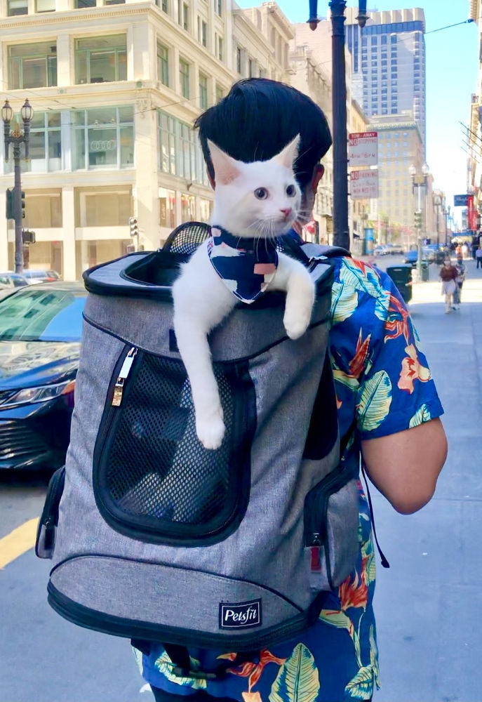 cat hiking backpack