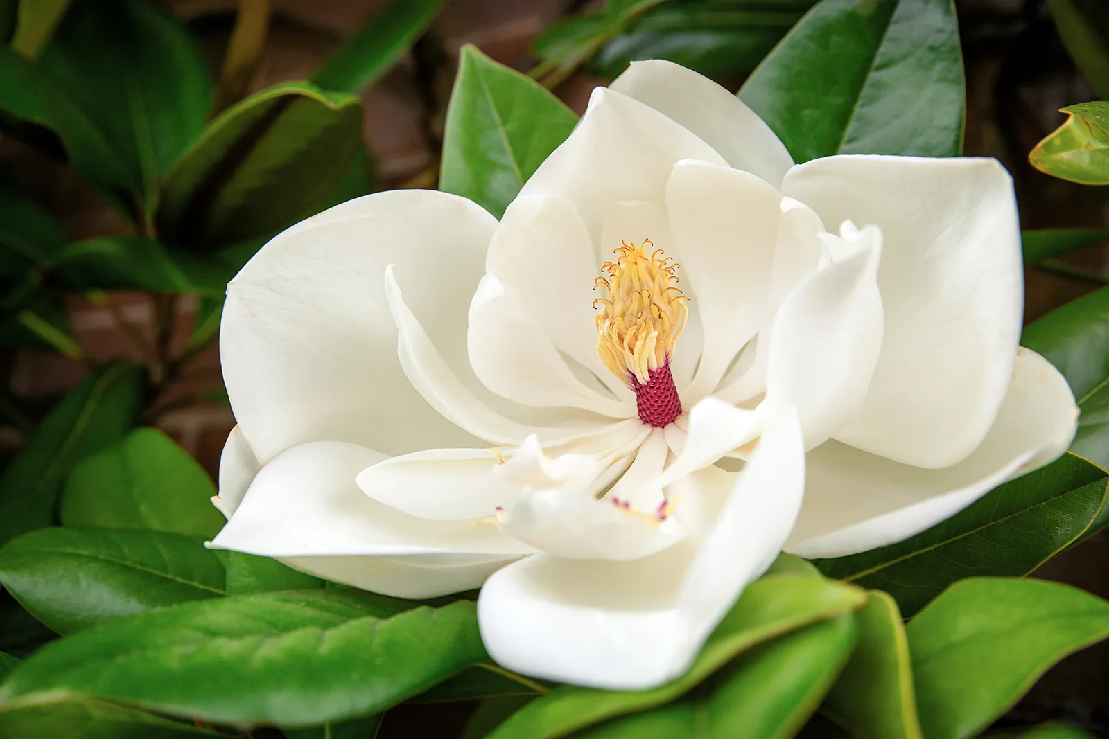 Magnolia.webp