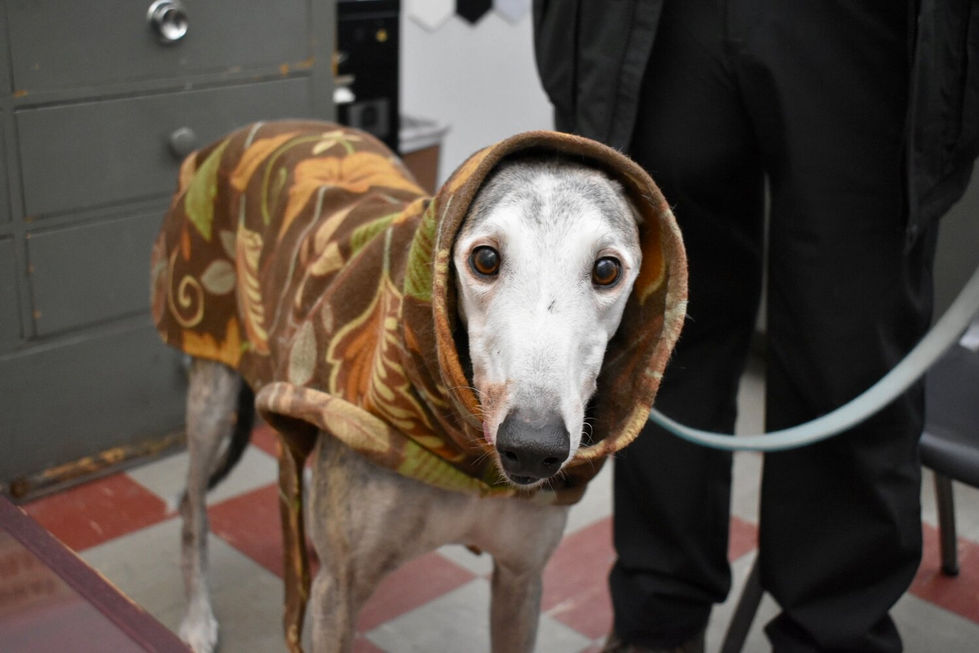 Ten-year-old Argus helps the people around him through his loving presence. In the presence of animals, people release hormones including serotonin, prolactin and oxytocin, generating relaxation and stress-reduction.
Courtesy photo.