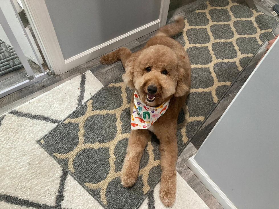 Toby the goldendoodle and his Pet Partners crew visit nursing homes, assisted-living centers, veterans’ homes, schools, colleges, and summer camps for children with life-threatening illnesses.
Courtesy photo.
