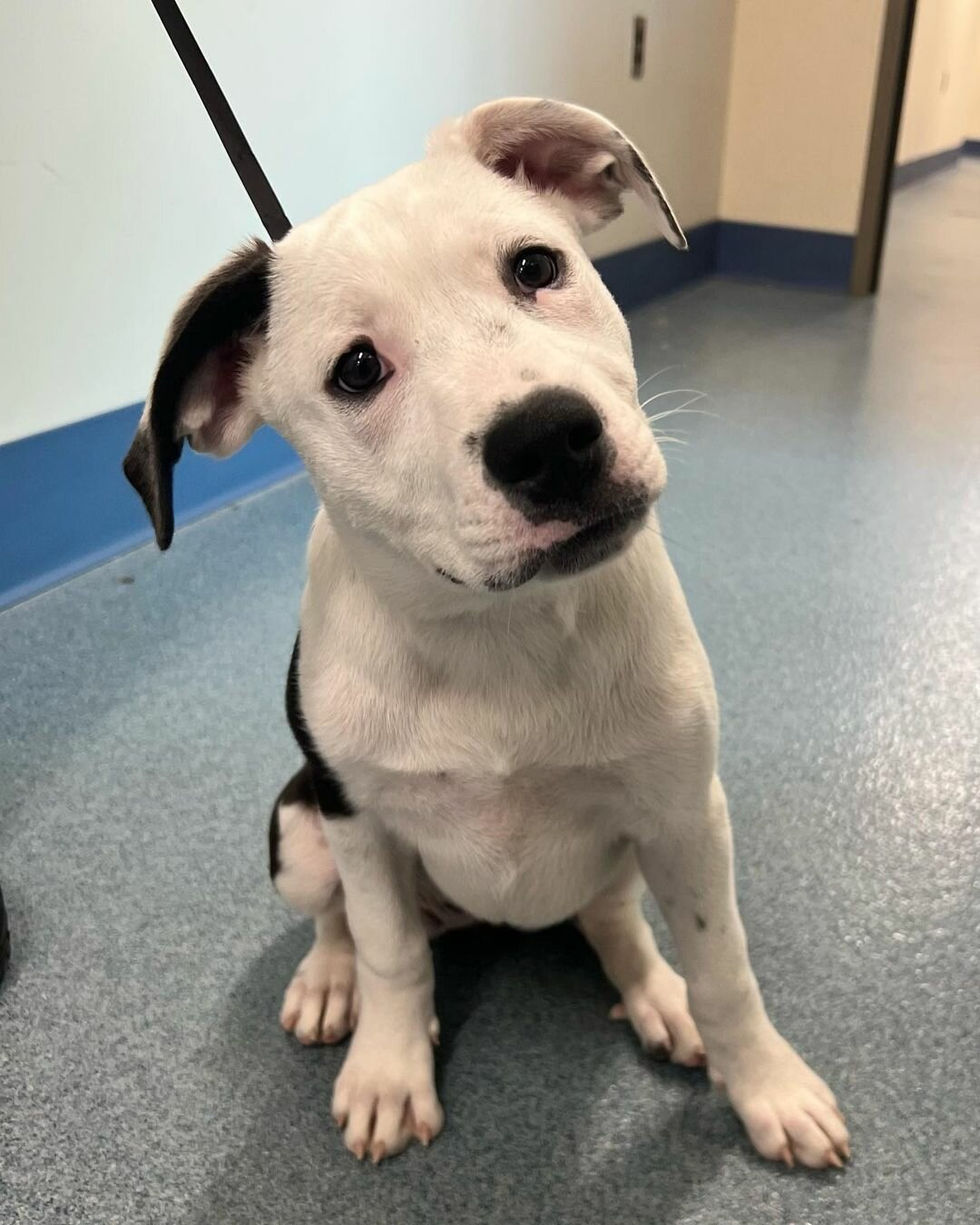 Ten-week-old terrier/Lab mix Lexi, tag number 1218, is currently available for adoption at The Islip Town Animal Shelter and Adopt-a-Pet Center.
Photo courtesy of The Islip Town Animal Shelter and Adopt-a-Pet Center.