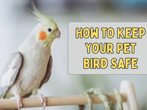 Pet Cockatiel