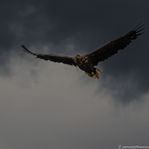 Havørn 3