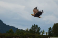 Havørn 4