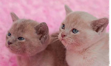 Burmese Kittens