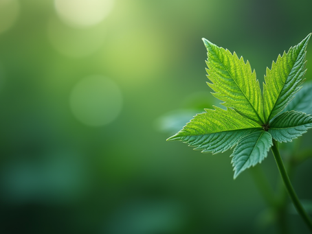 Risorse naturali minimal: un viaggio tra arte e natura