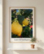 Poster digitale botanico con limoni di Golfo Aranci, Sardegna – Luce di Sardegna, Digital Harmony Studio