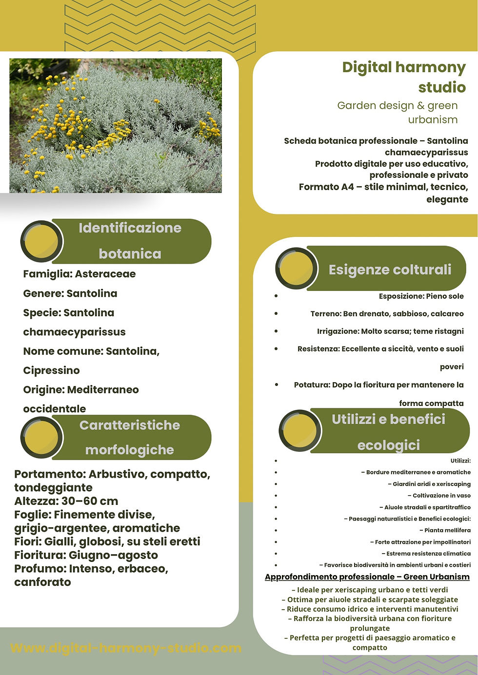 Scheda botanica Santolina Sardegna – Digital Harmony Studio