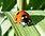 Coccinella