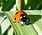 Coccinella