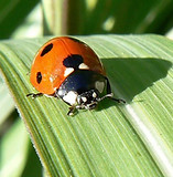 Ladybug