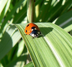 Ladybug
