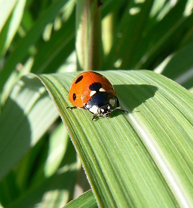 Ladybug