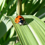 Ladybug