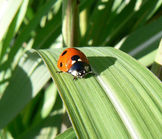 Coccinelle