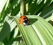 Marienkäfer