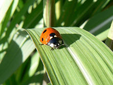 How to Use Ladybugs to Naturally Protect and Beautify Your Garden