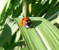 Organic Tick Spraying - 05