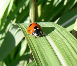 Ladybug
