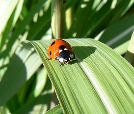 Coccinelle